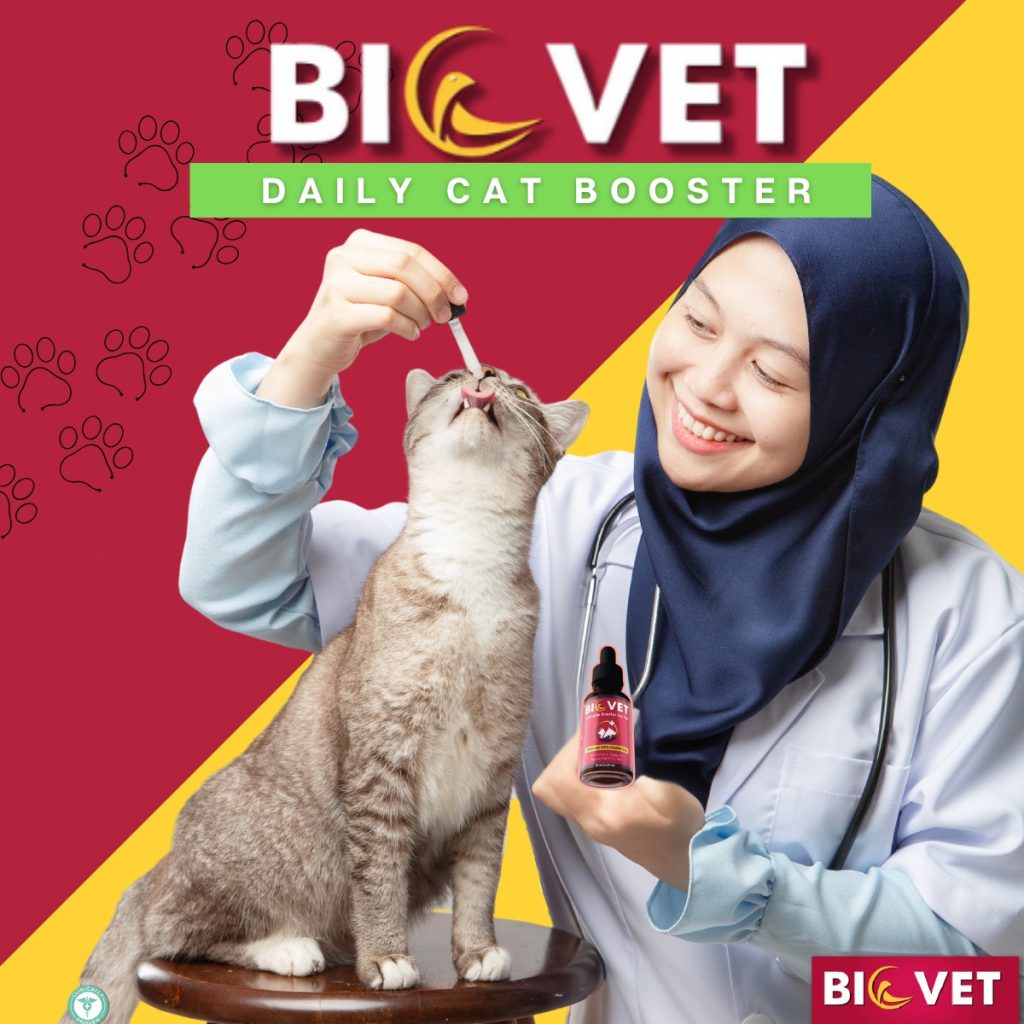 vitamin untuk imun kucing