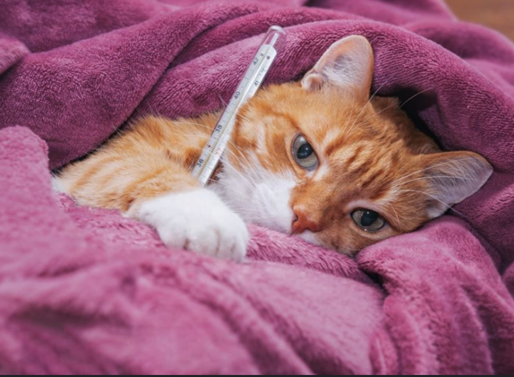 Supplement kucing mudah diberikan